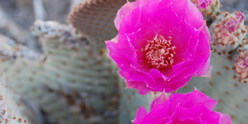 Close up of a cactus with a flower.