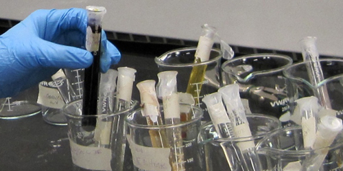 Student putting a test tube into a beaker. There are six beakers in total with other test tubes.