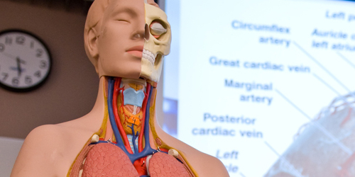 Anatomical display of human body with labels on presentation behind it