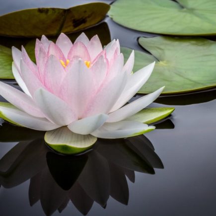 Picture of a lotus floating close to a lily pad